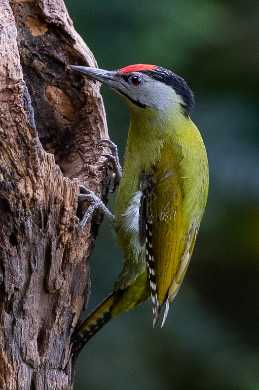 Gray-headed Woodpecker - ML165720701