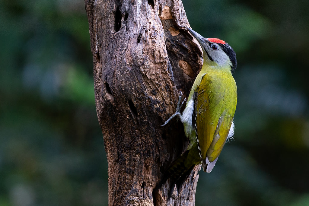 Gray-headed Woodpecker - ML165720711