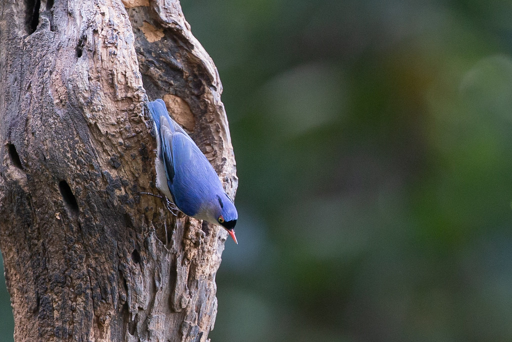 Velvet-fronted Nuthatch - ML165720901