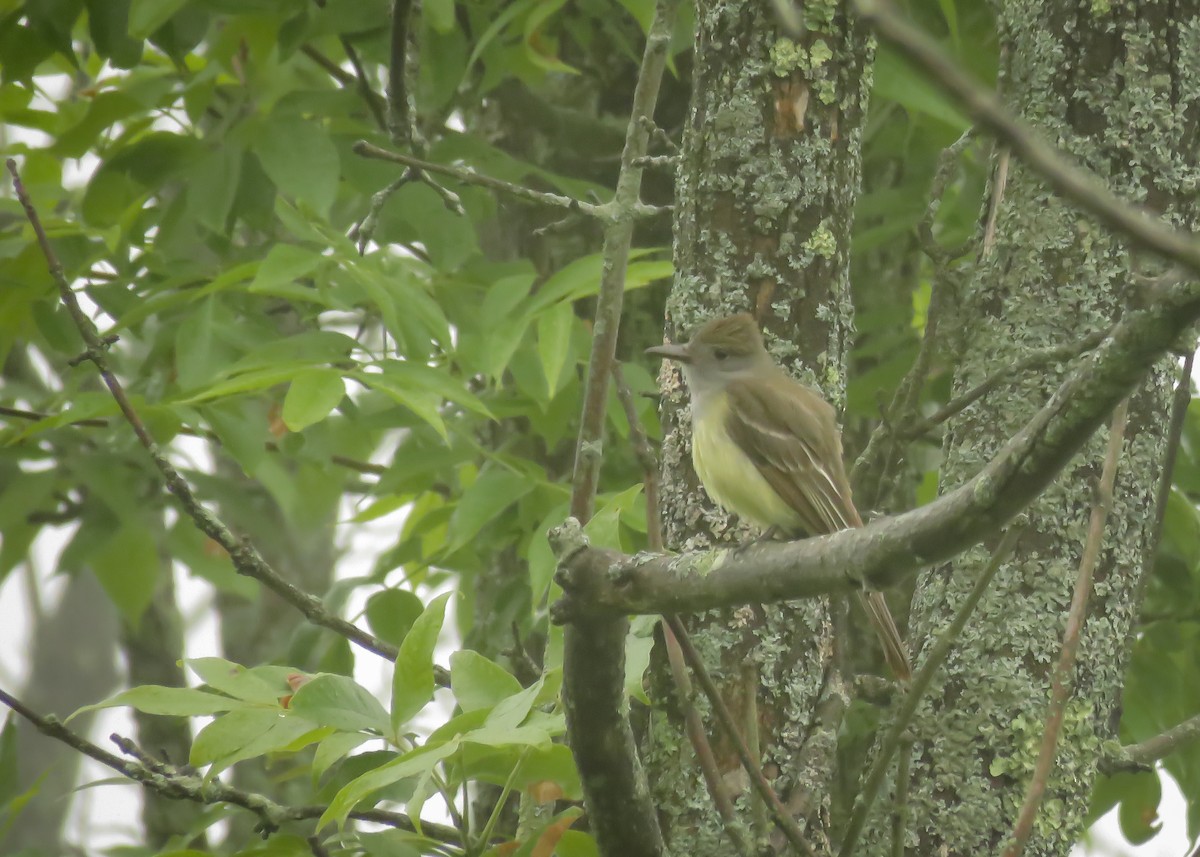 Great Crested Flycatcher - ML165724291