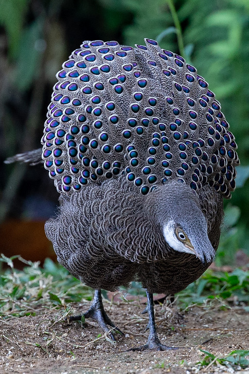 Gray Peacock-Pheasant - Robert Tizard