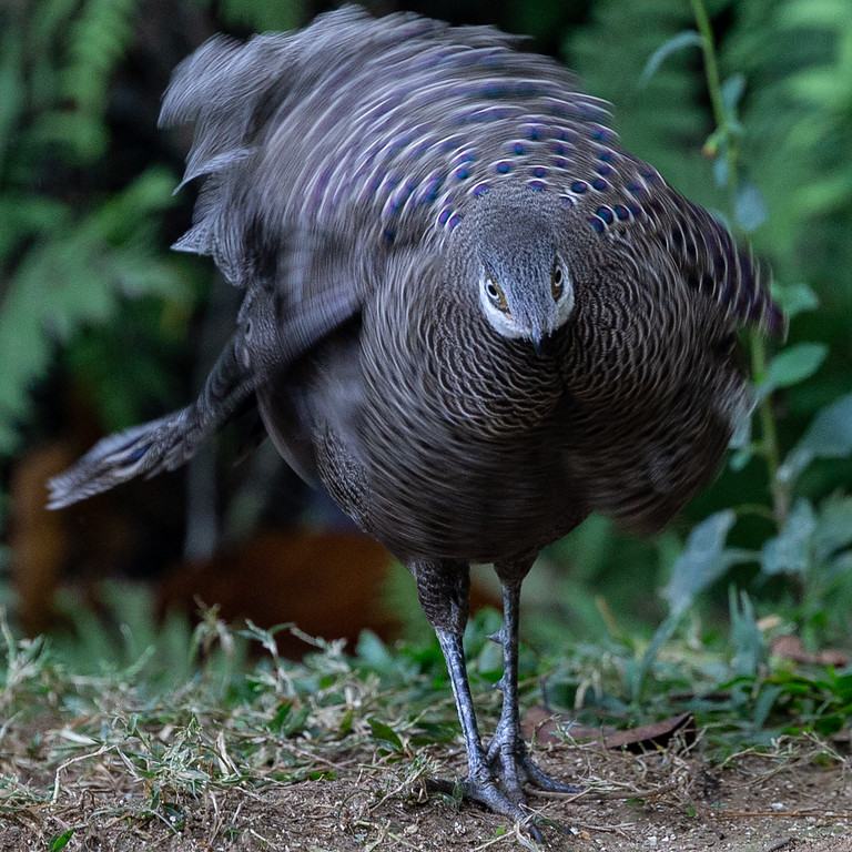 Gray Peacock-Pheasant - ML165726291