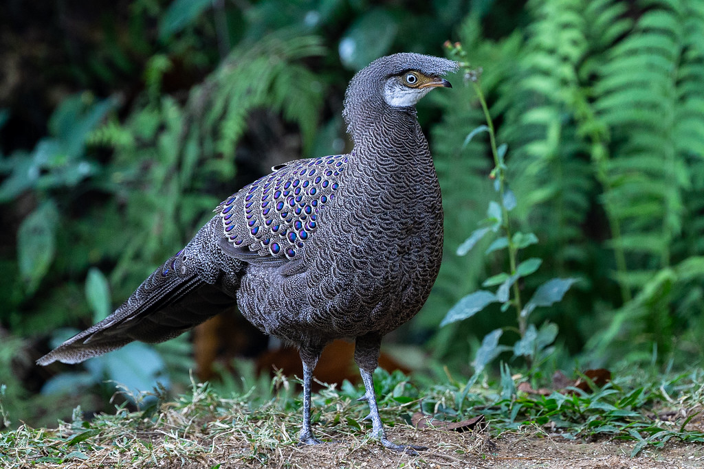 Gray Peacock-Pheasant - ML165726321