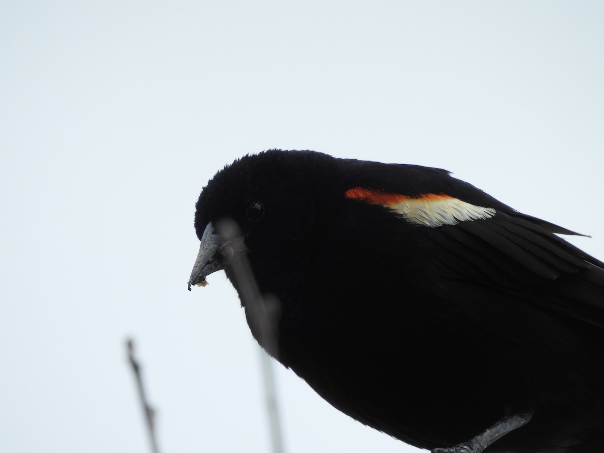 Red-winged Blackbird - ML165730751