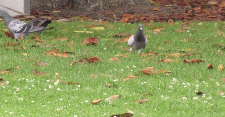 Rock Pigeon (Feral Pigeon) - ML165731821