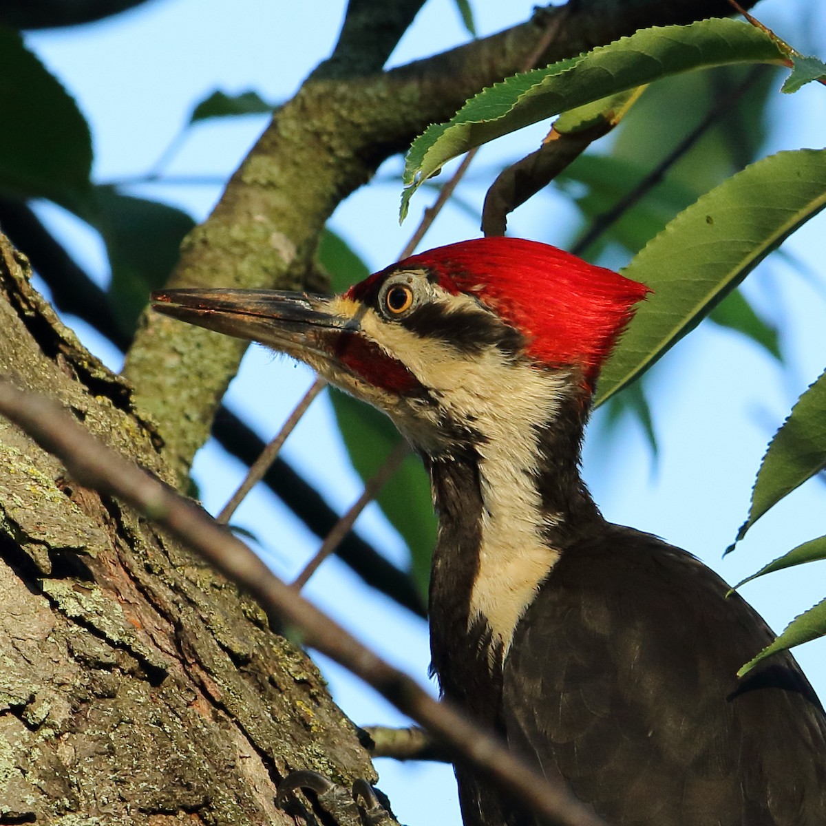 Pileated Woodpecker - David Bird