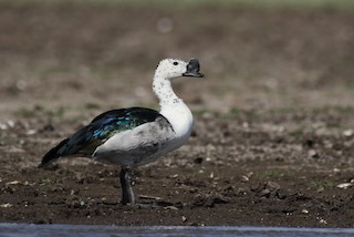 Knob-billed Duck, ML165736241
