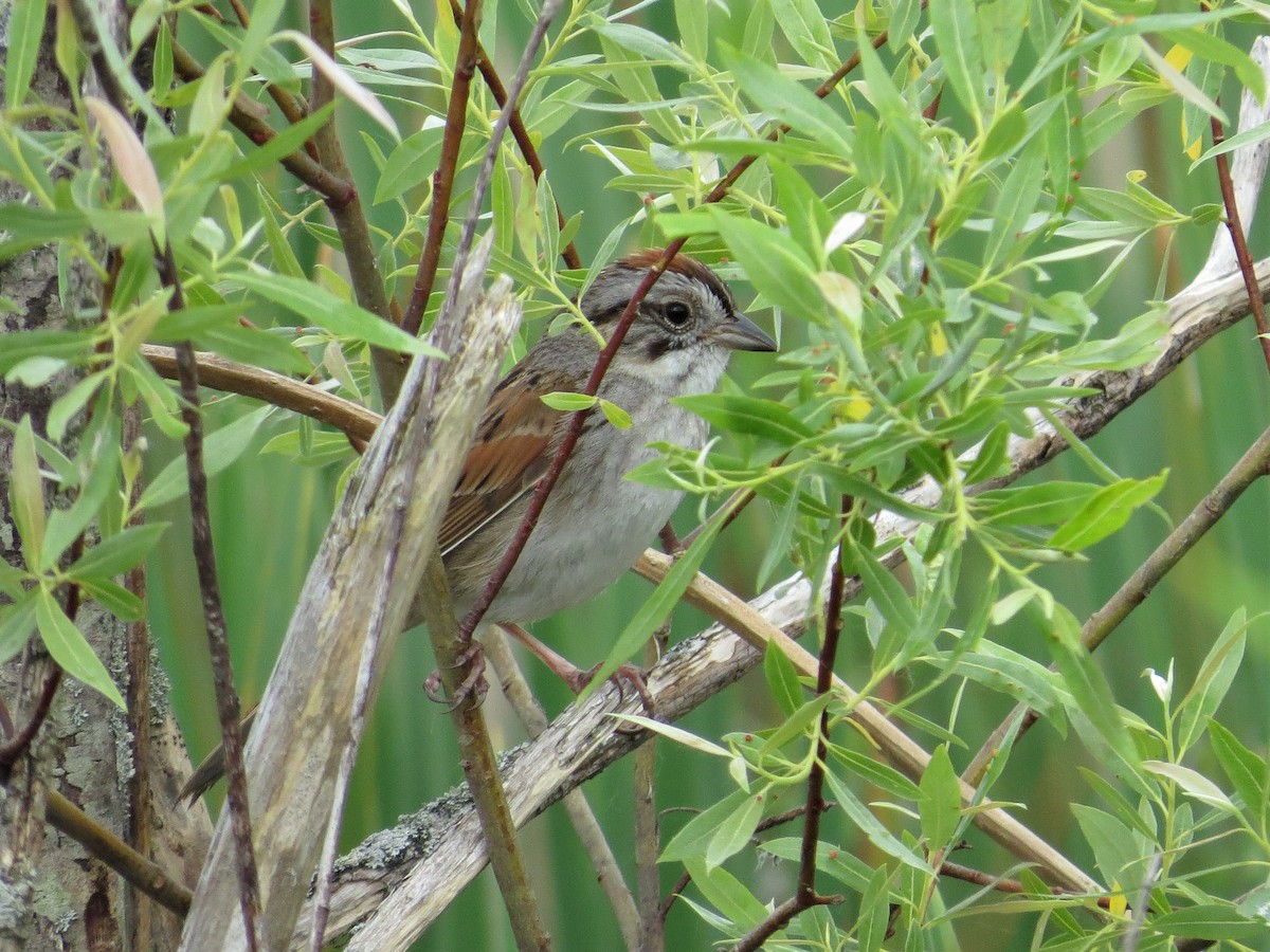 Swamp Sparrow - ML165736971