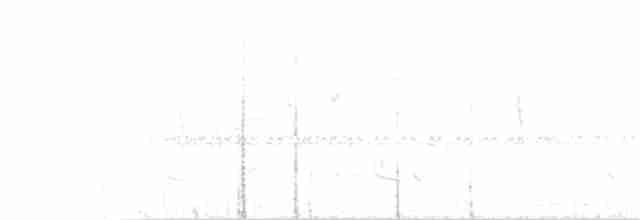 White-crested Tyrannulet (White-bellied) - ML165738431