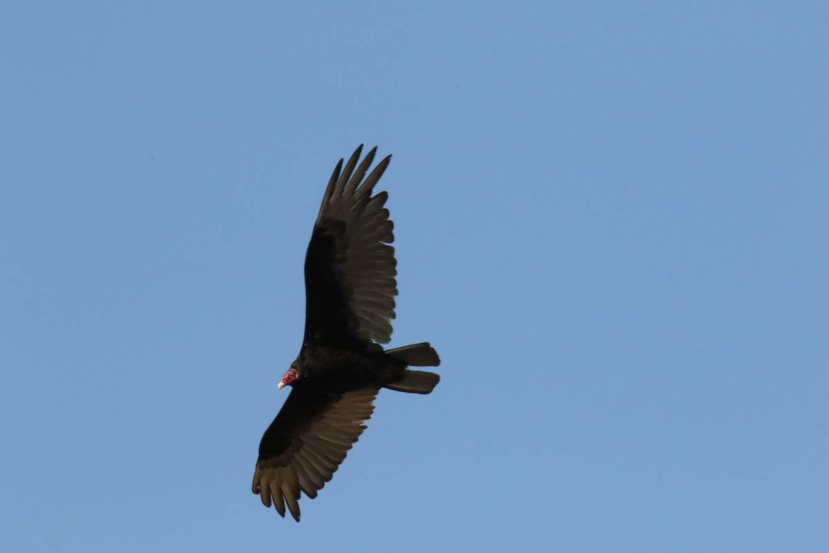 Turkey Vulture - ML165738991