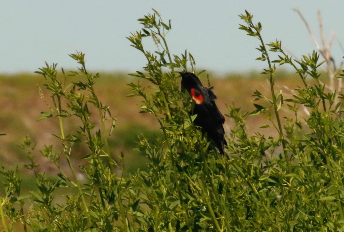 Red-winged Blackbird - Alexander Sapiens