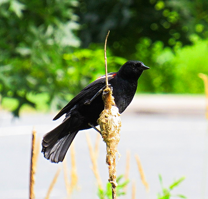 Red-winged Blackbird - John Manger