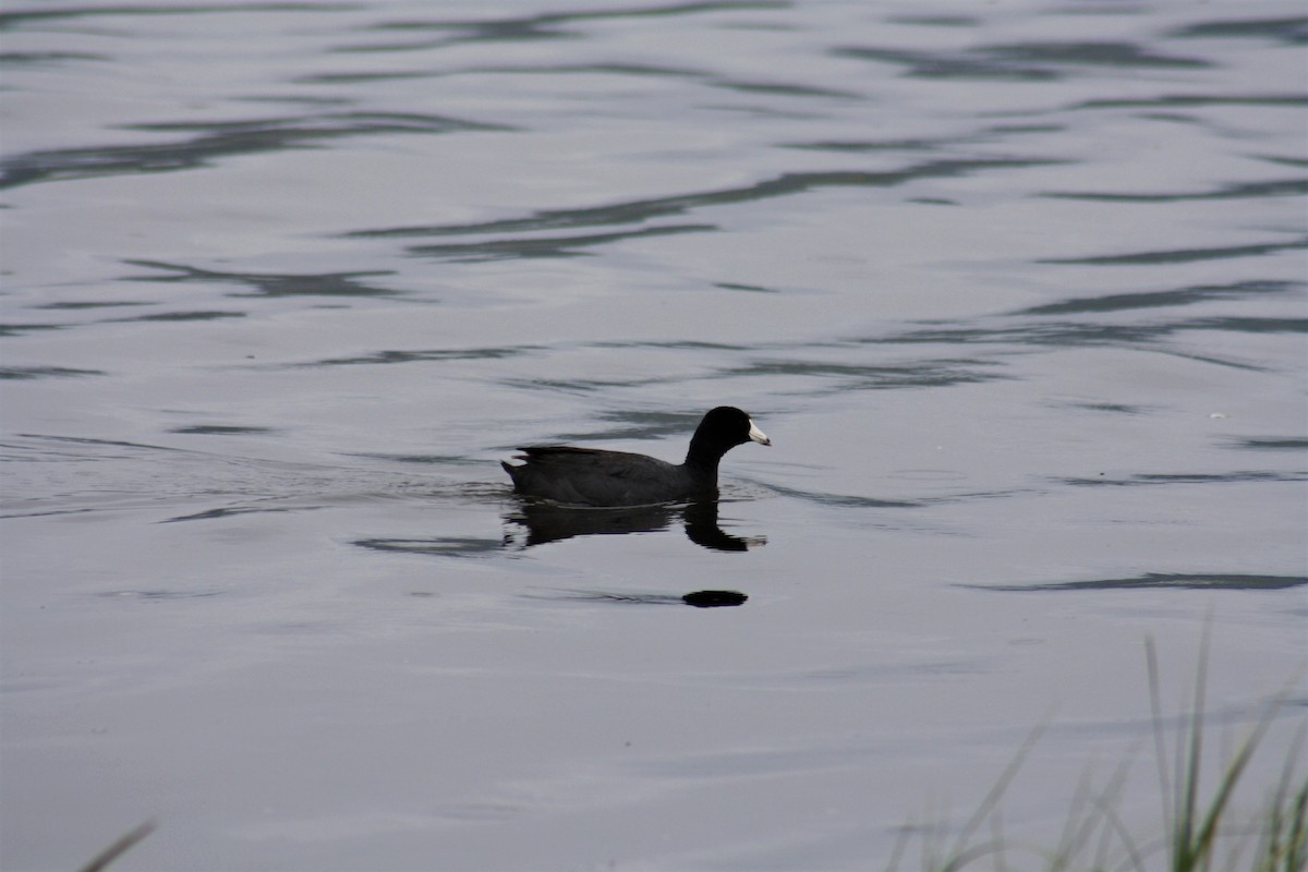 American Coot - Stollery & Flood