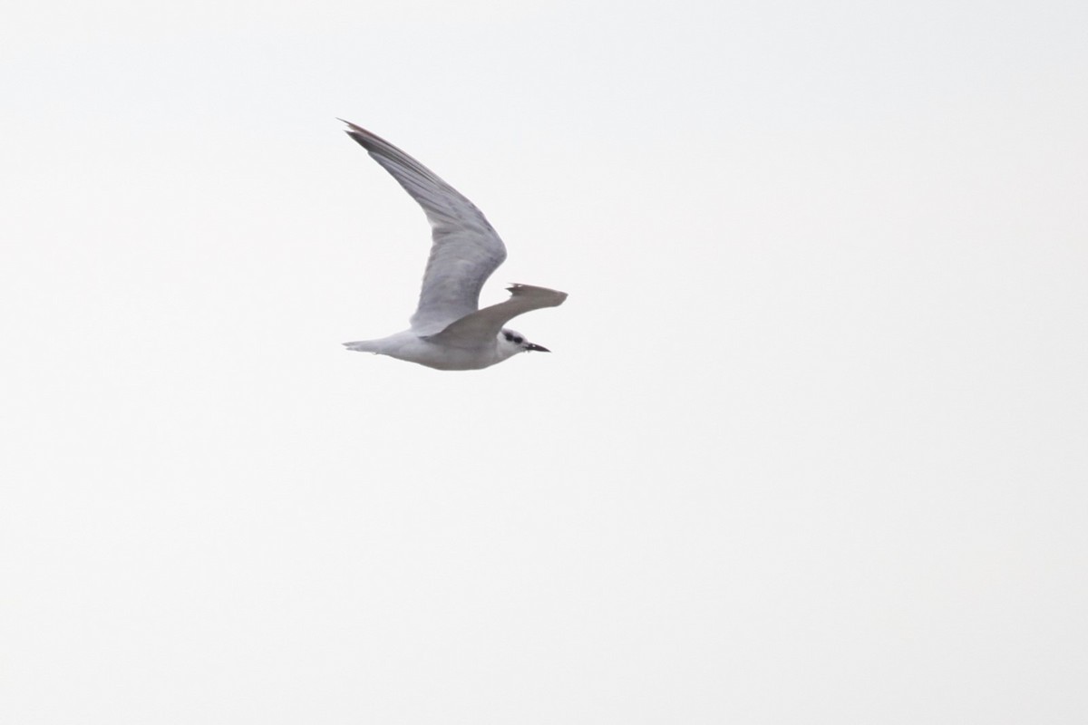 Whiskered Tern - Liam Correy