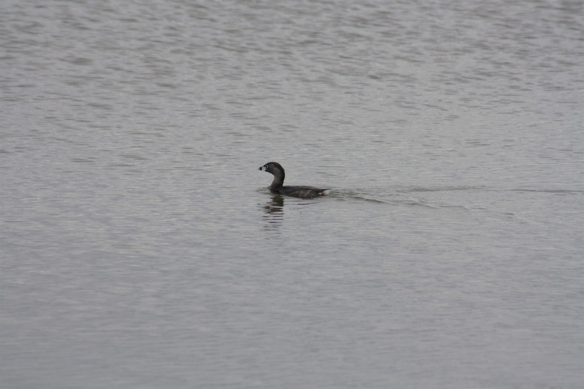 Pied-billed Grebe - Stollery & Flood