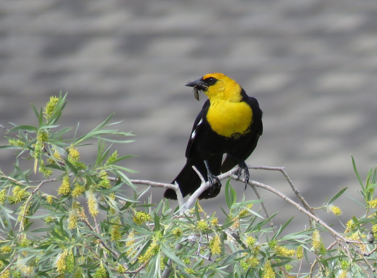 Yellow-headed Blackbird - ML165746111