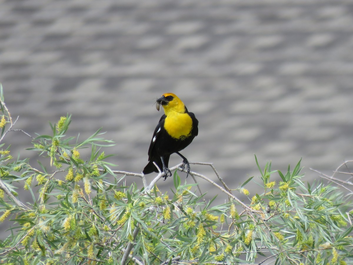 Yellow-headed Blackbird - ML165746131