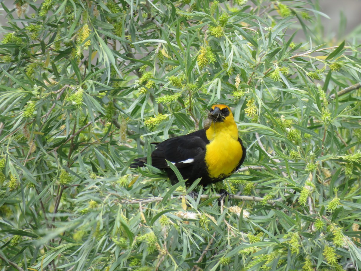 Yellow-headed Blackbird - ML165746231