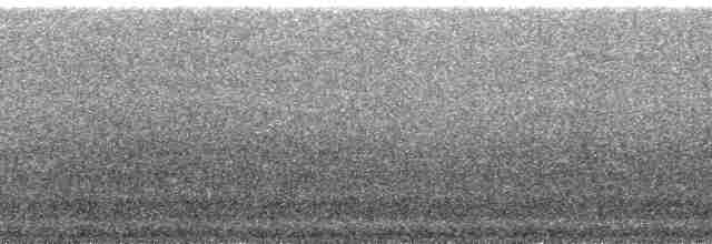 Mirlo Acuático Coroniblanco (leuconotus) - ML165747