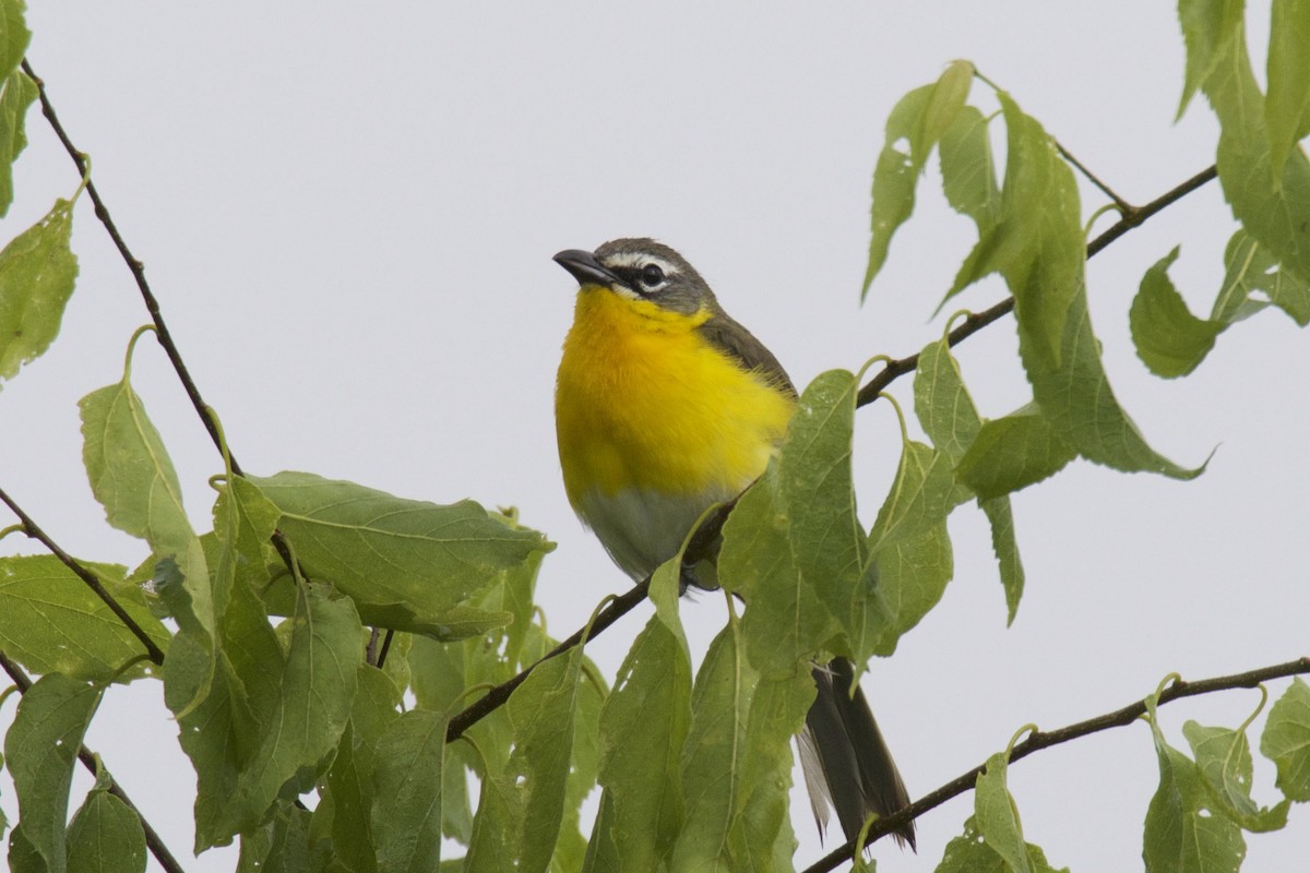 Yellow-breasted Chat - ML165748191