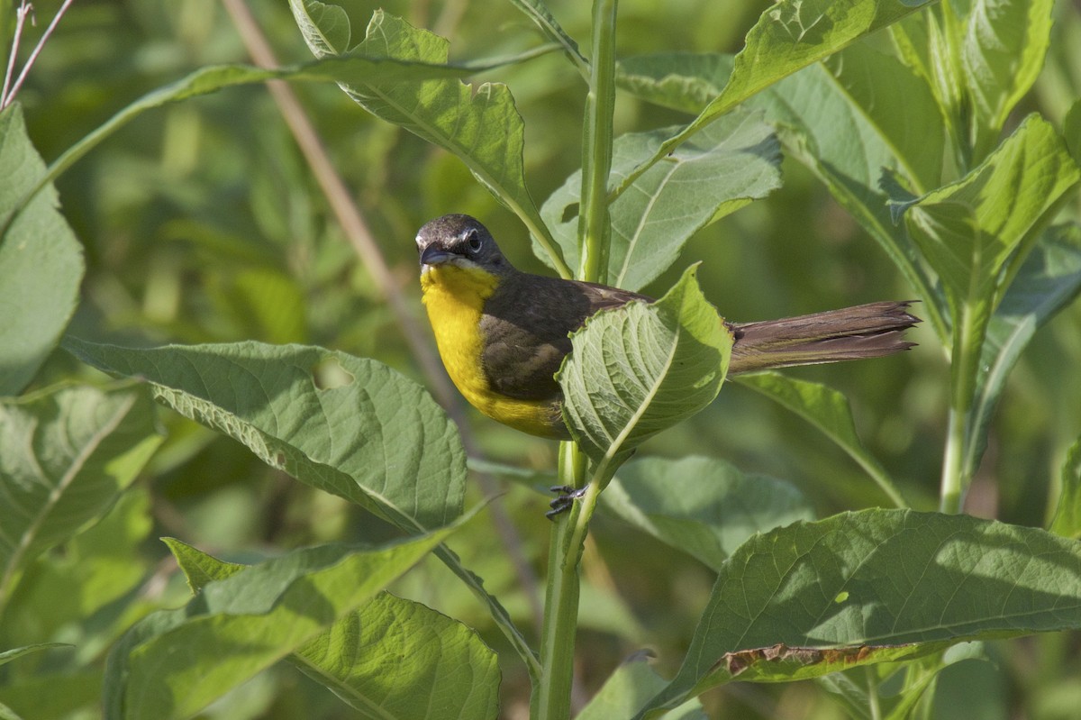 Yellow-breasted Chat - ML165748291