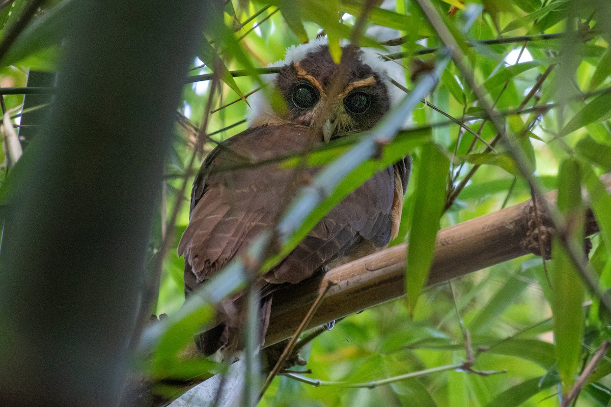 Tawny-browed Owl - ML165752581