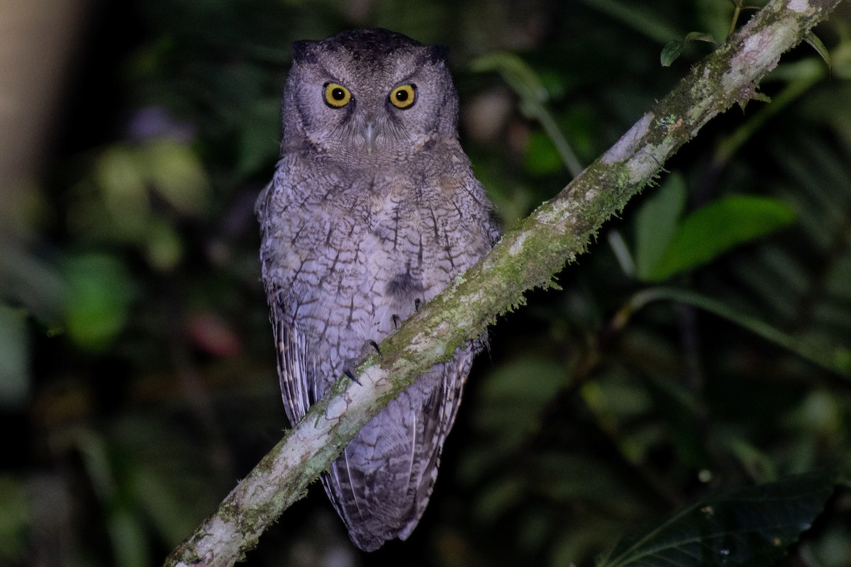 Black-capped Screech-Owl - Victor Castanho
