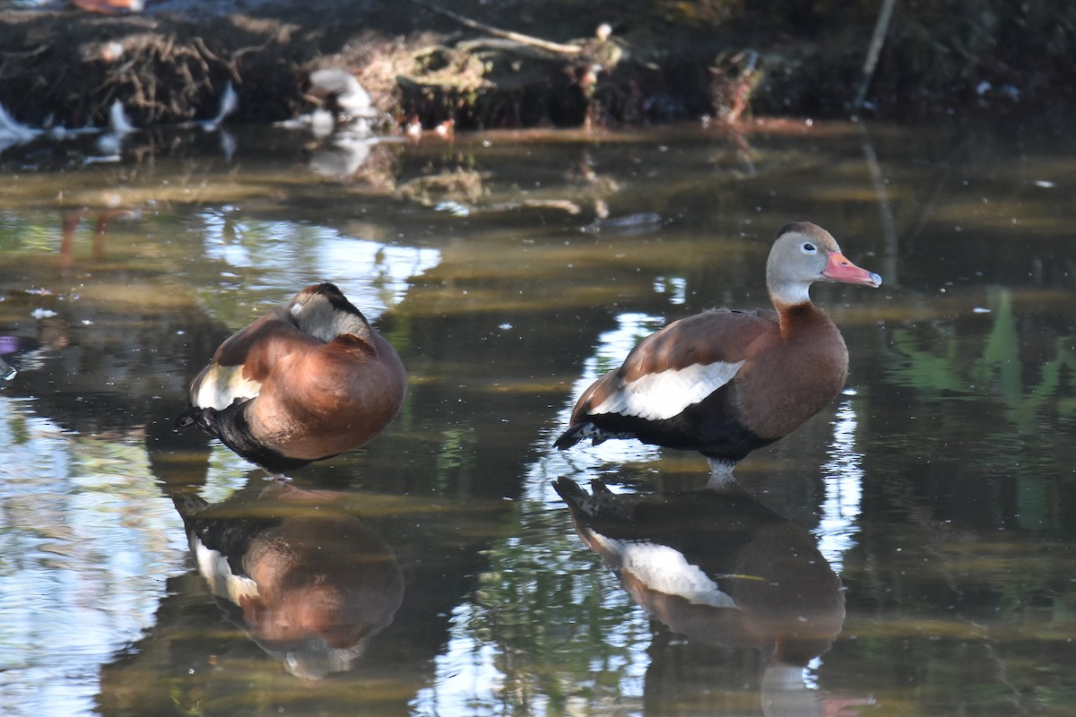 Black-bellied Whistling-Duck - Michael Schall