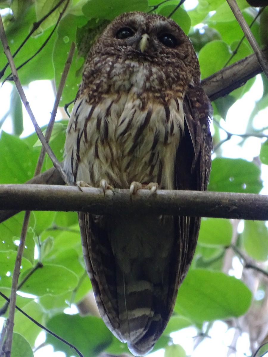 Mottled Owl - Gerson Josue Castellanos Portillo