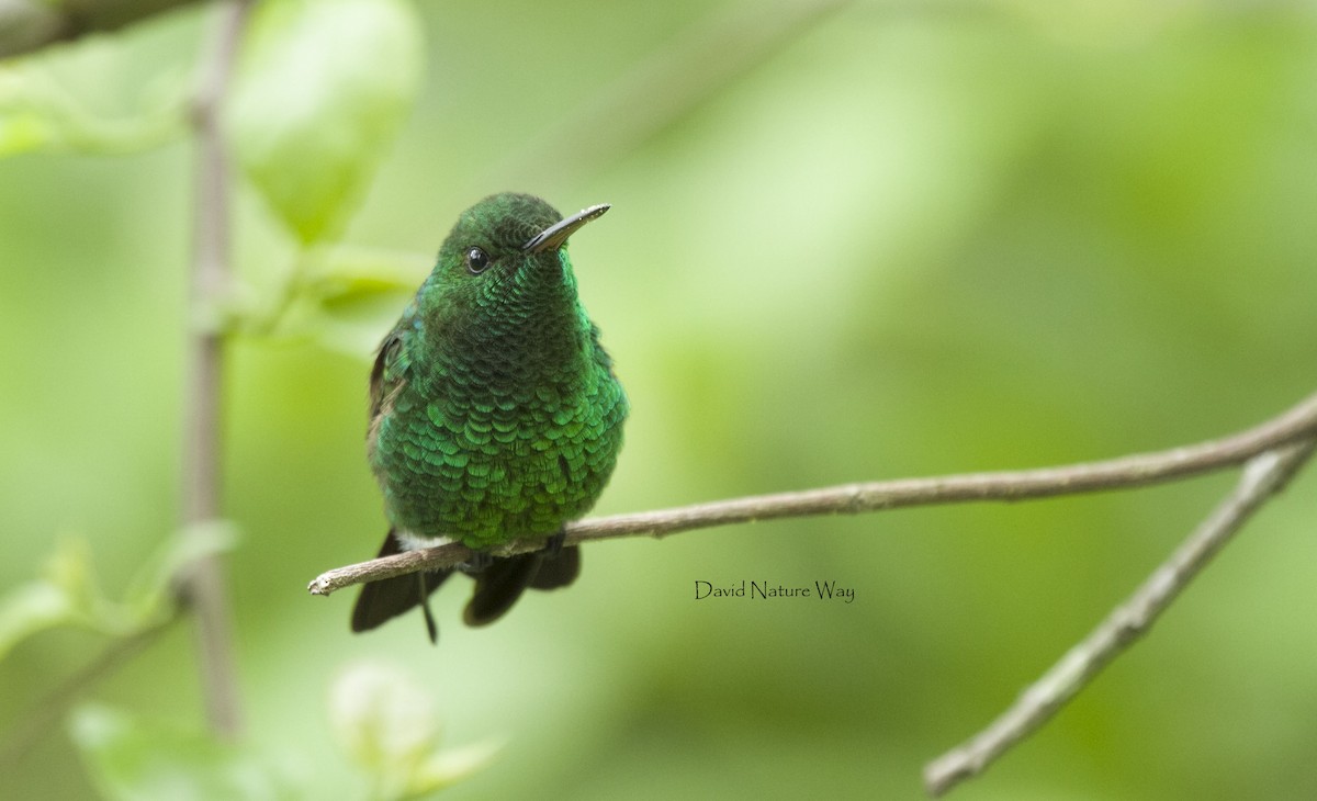 Blue-tailed Hummingbird - David Mora Vargas