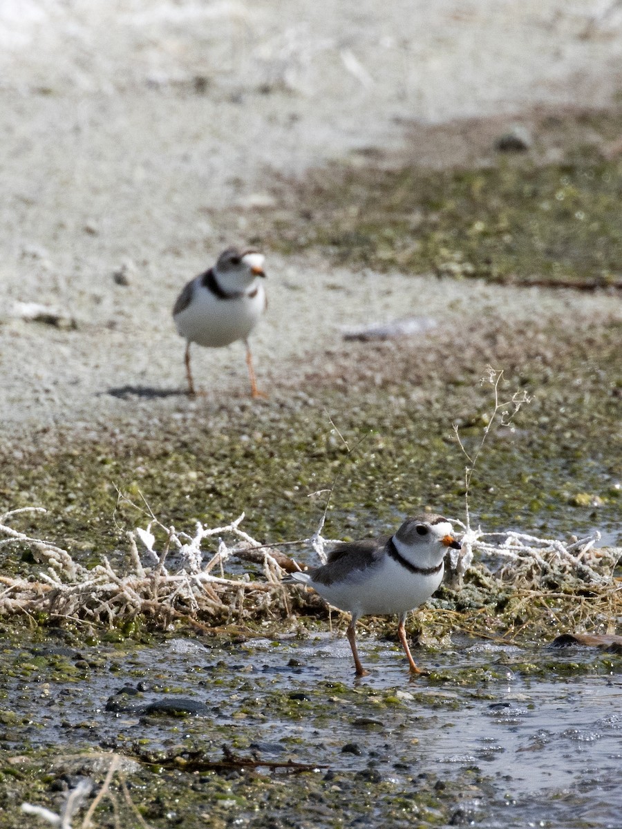 Piping Plover - ML165763401