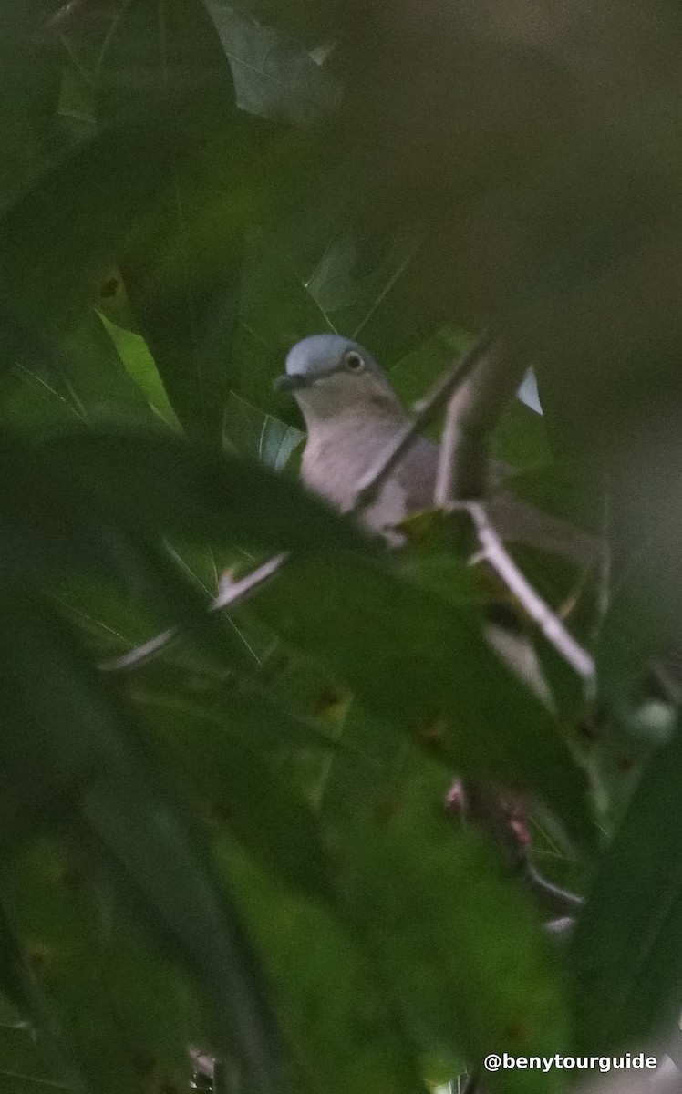 Gray-headed Dove (Gray-headed) - ML165767121