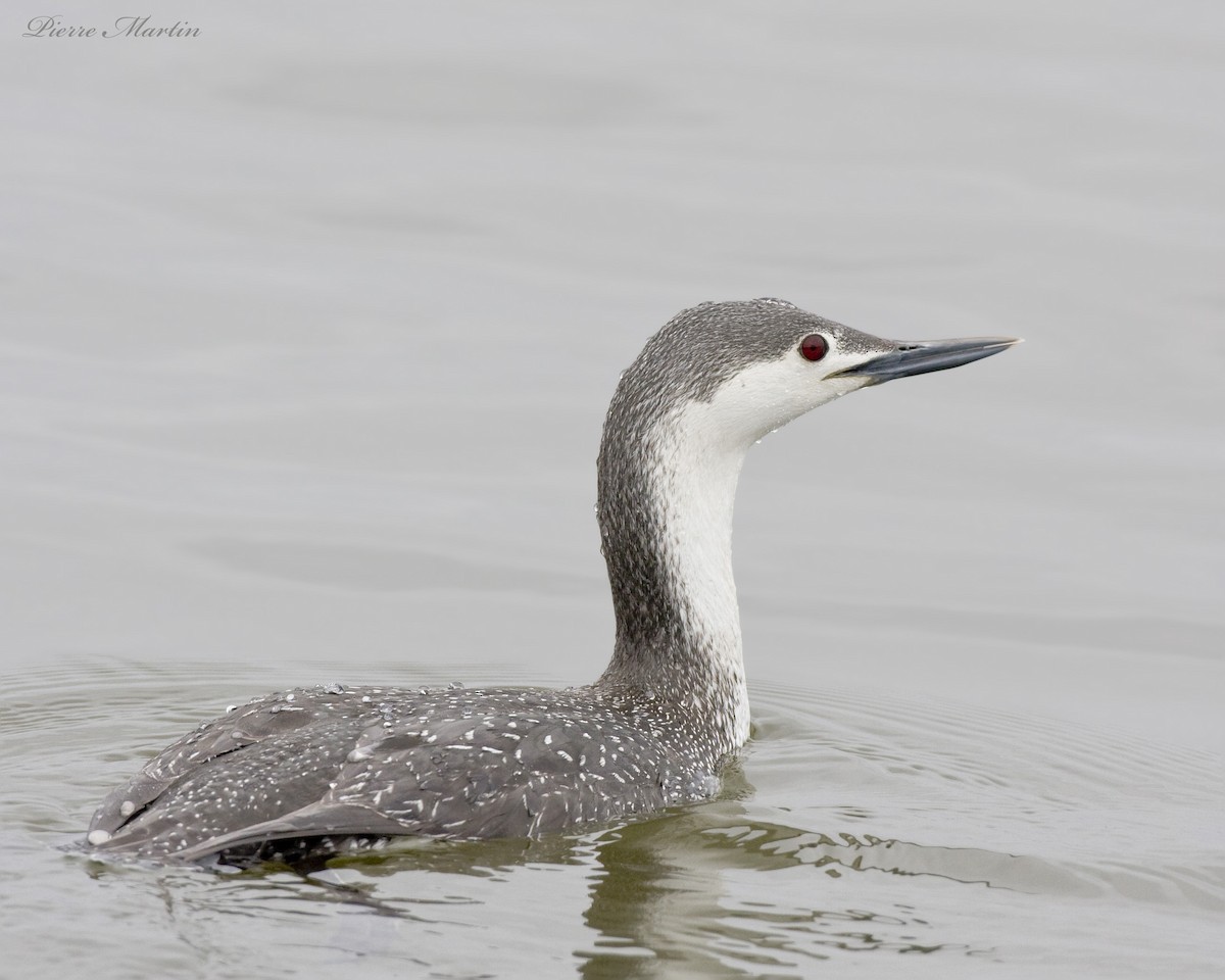 Red-throated Loon - pierre martin