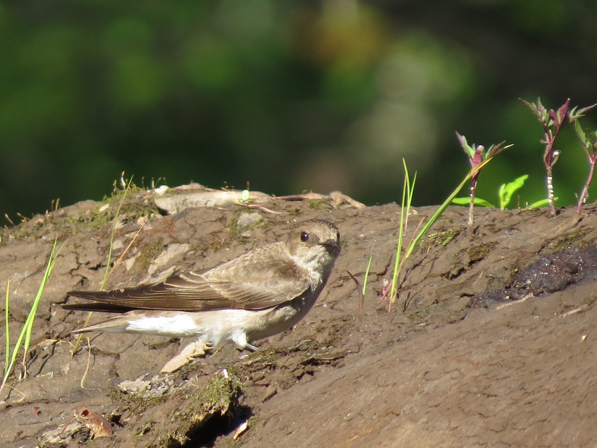 Northern Rough-winged Swallow - Robin Maercklein