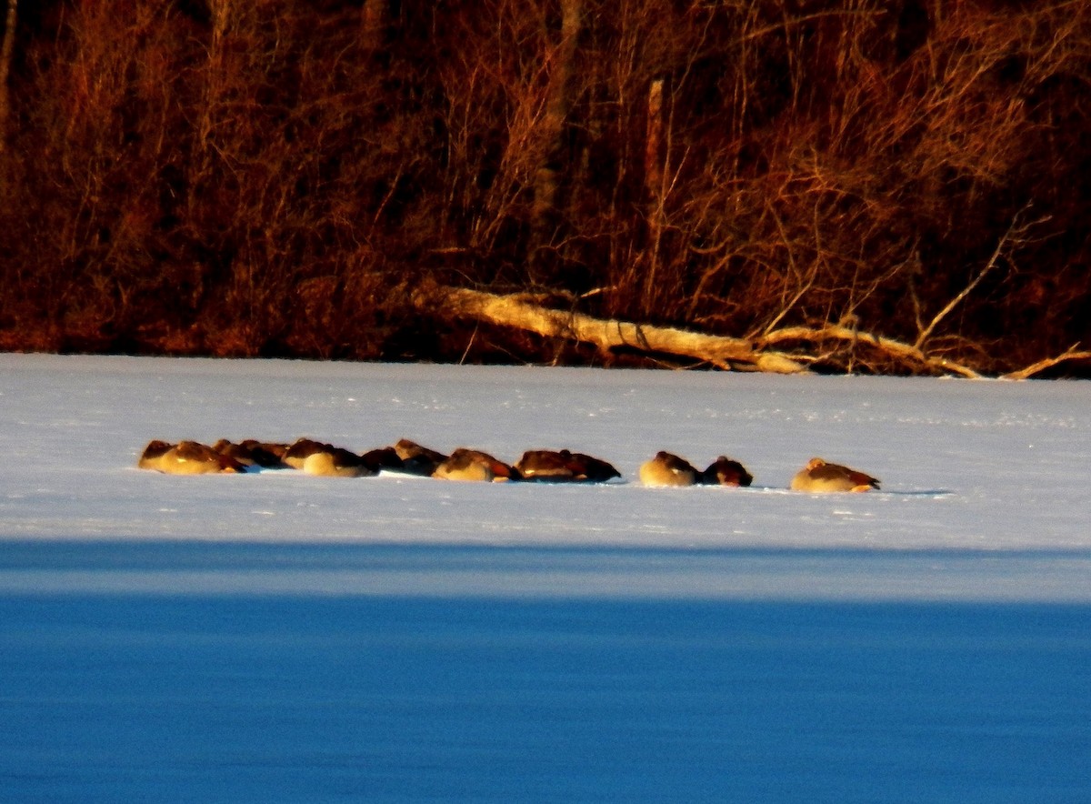 New Jersey eBird Checklist - 27 Jan 2013 - Colliers Mills WMA - 1 species