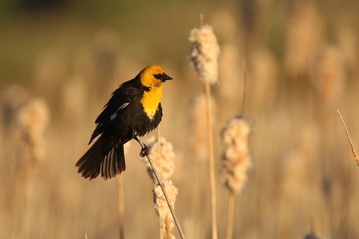 Yellow-headed Blackbird - ML165777191