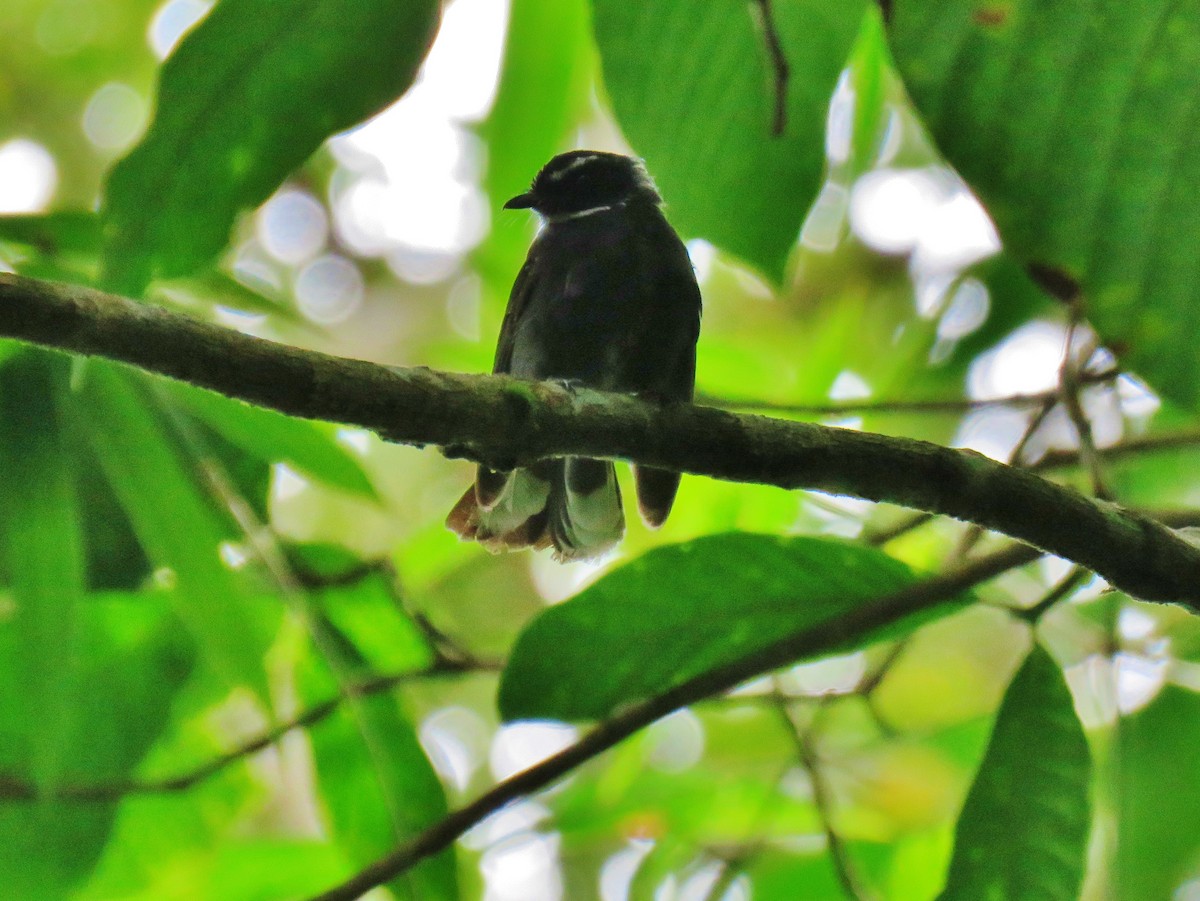 White-throated Fantail - ML165778091