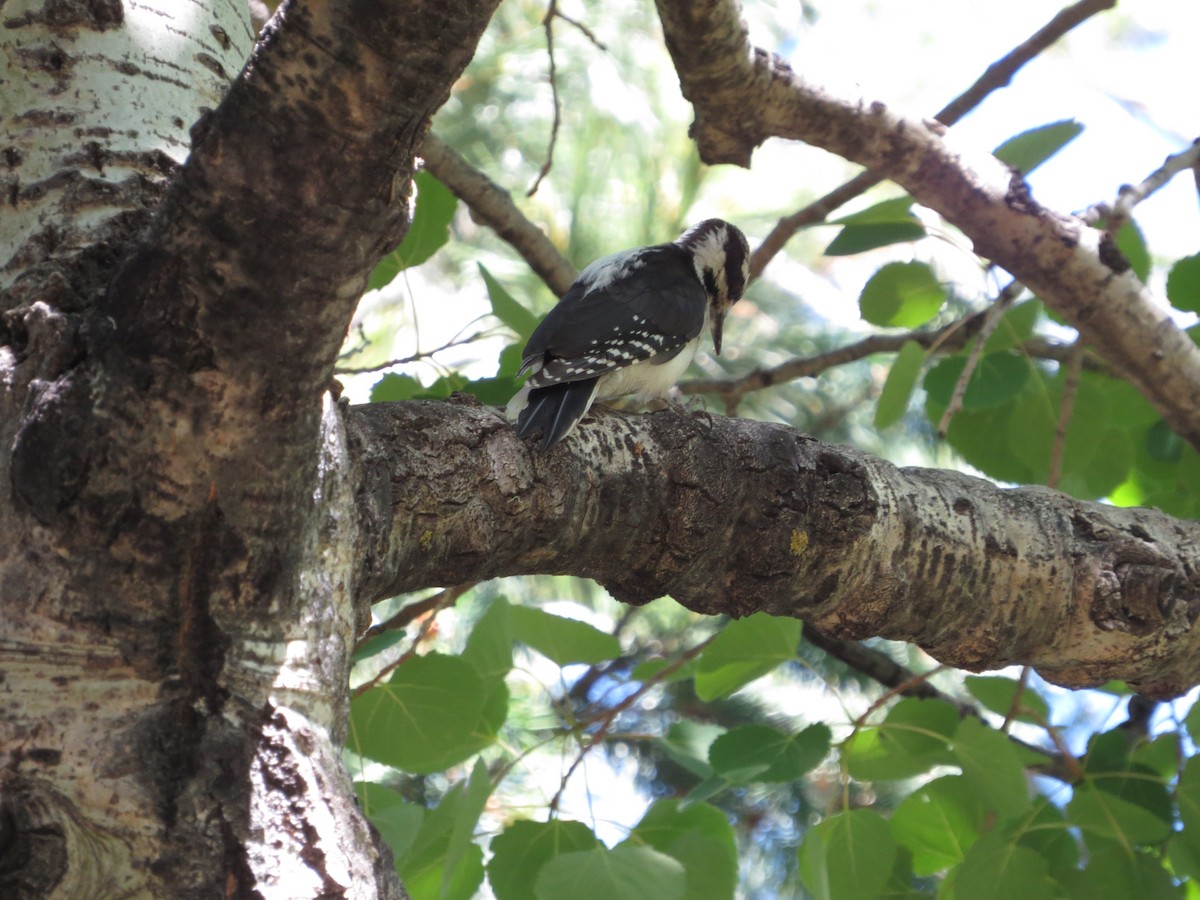 Hairy Woodpecker (Rocky Mts.) - ML165779551