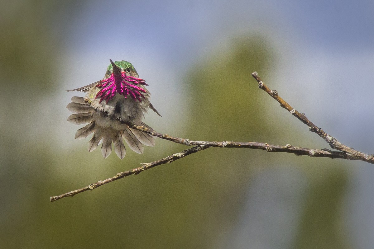 Calliope Hummingbird - ML165782271