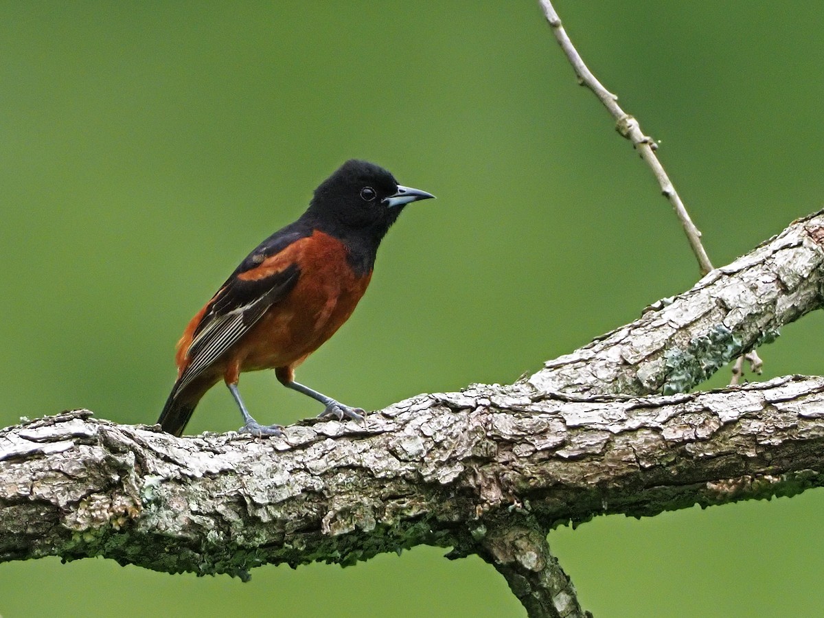 Orchard Oriole - ML165782761
