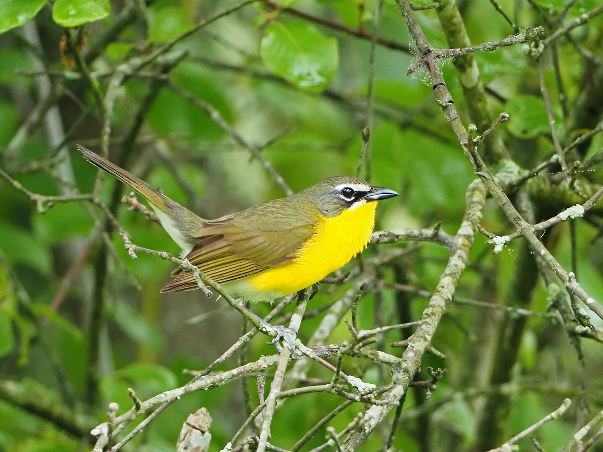 Yellow-breasted Chat - ML165782851