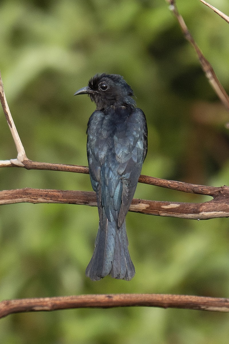 Square-tailed Drongo-Cuckoo - Michael Fuhrer