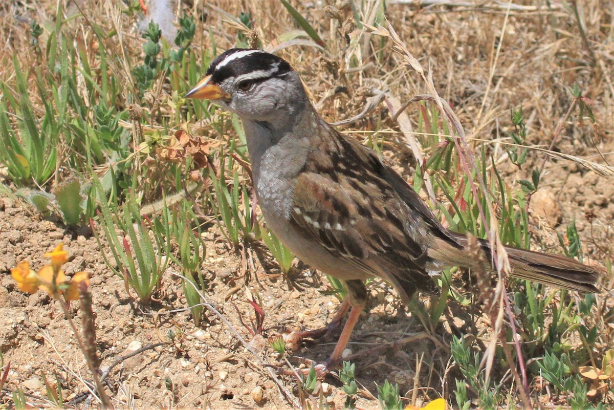 White-crowned Sparrow - ML165786591