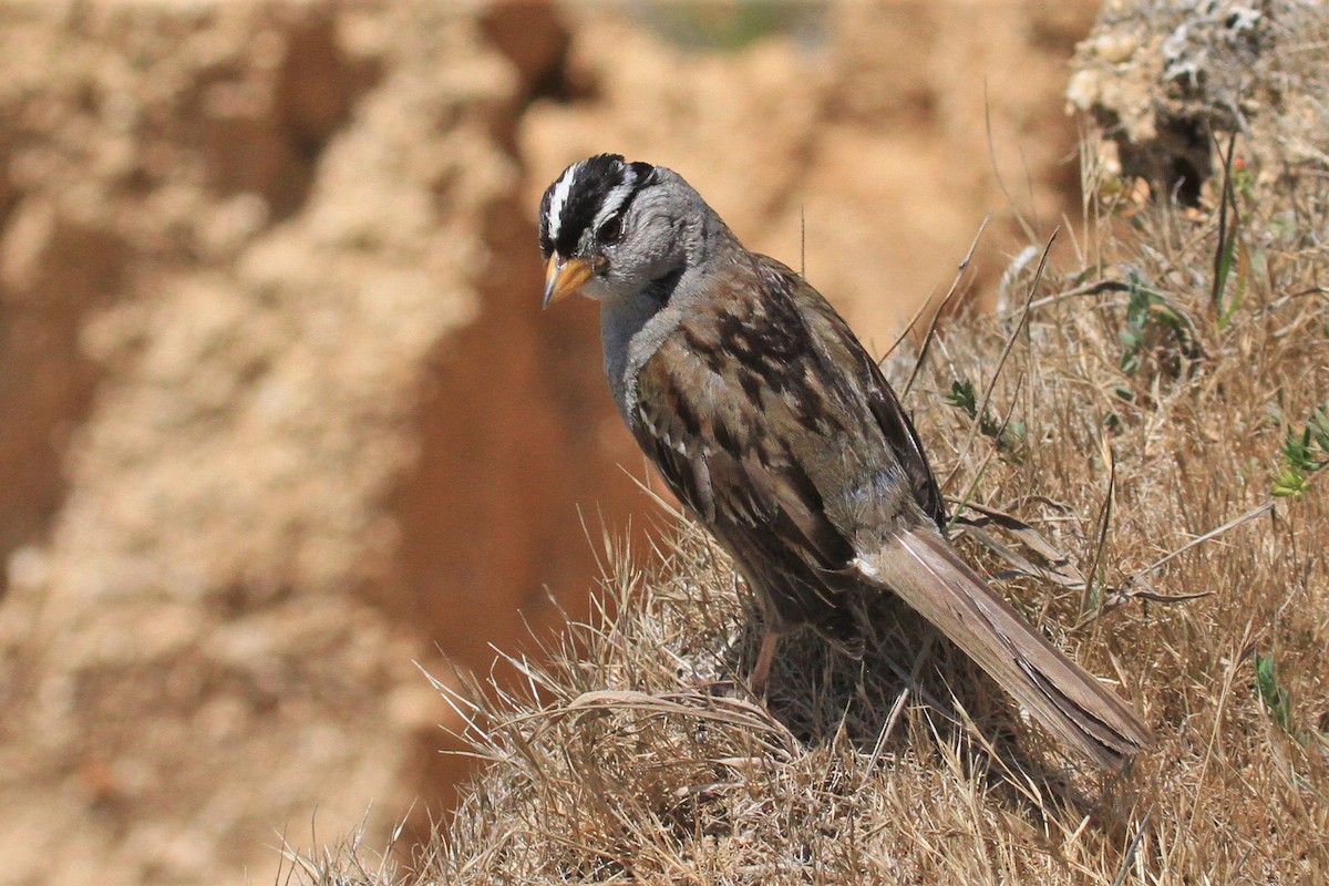 White-crowned Sparrow - ML165786621