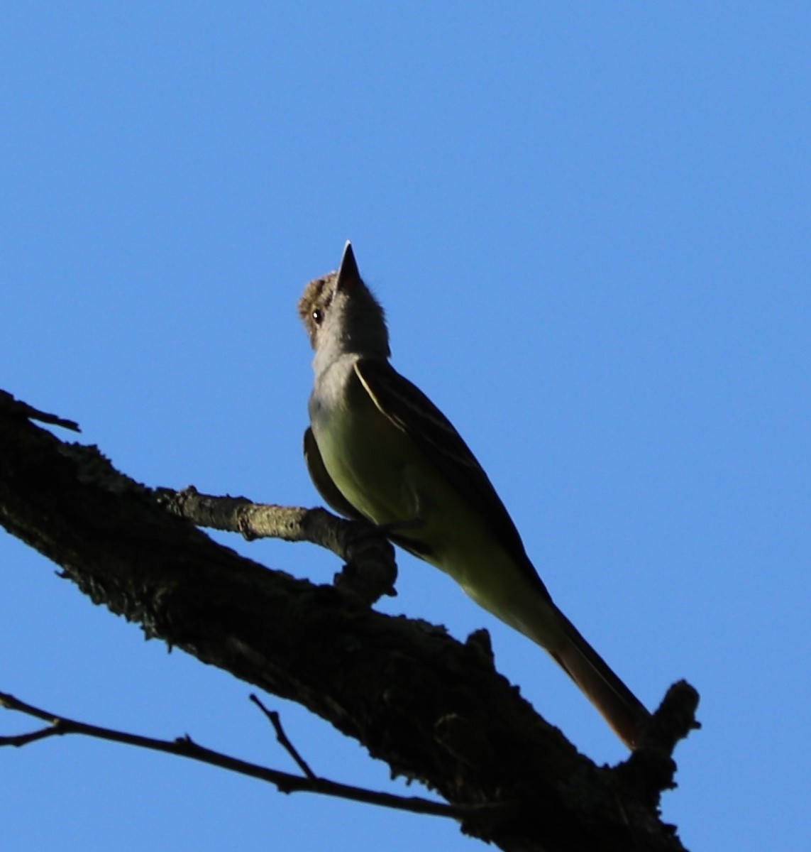 Great Crested Flycatcher - ML165788791
