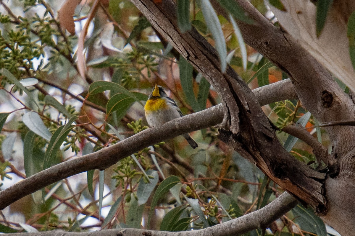 Northern Parula - Andrew Newmark