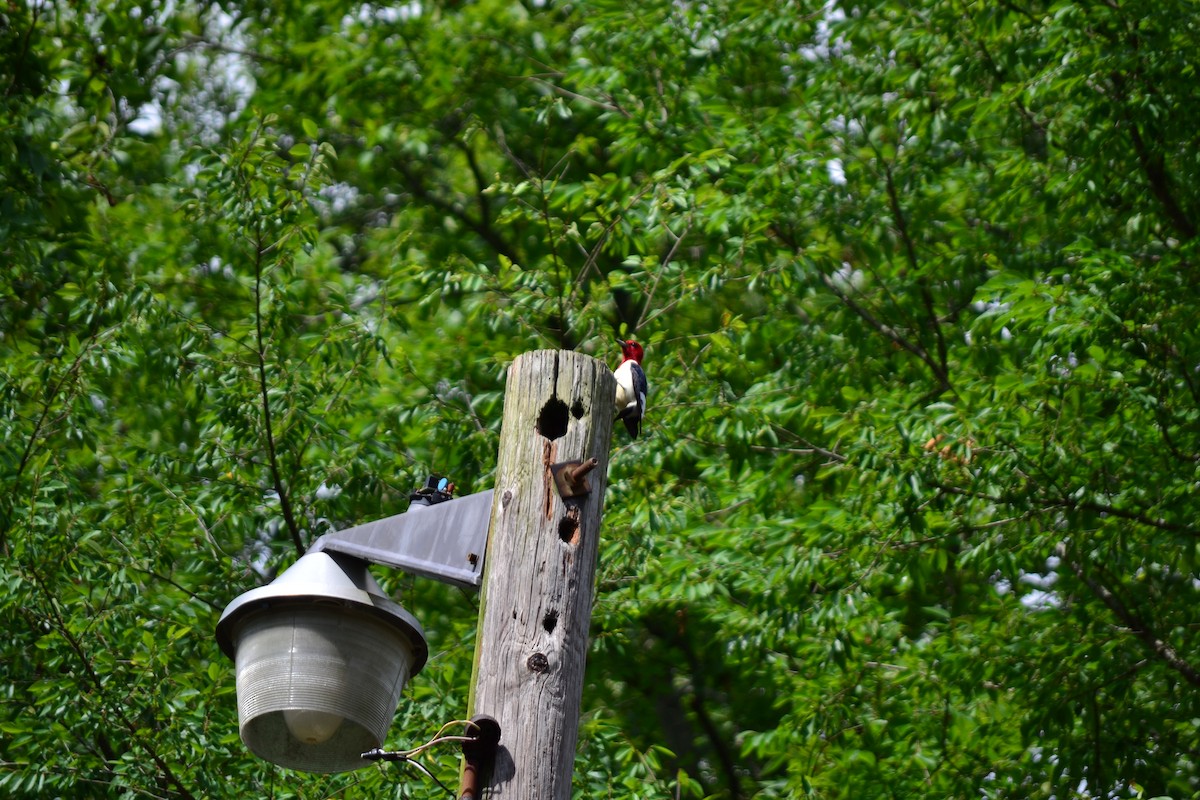 Red-headed Woodpecker - ML165796821