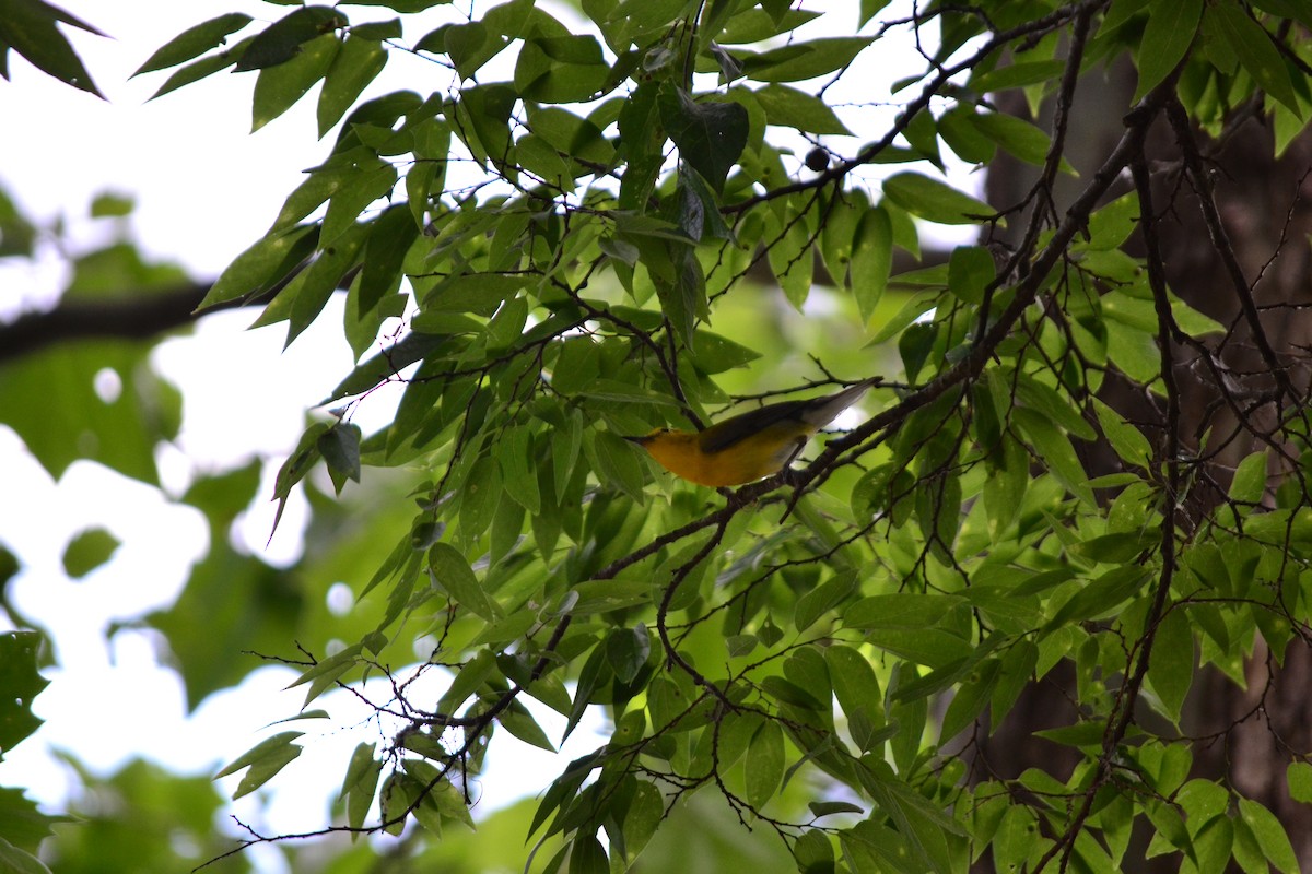 Prothonotary Warbler - ML165797421