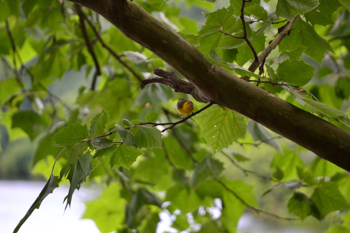 Prothonotary Warbler - Marissa Fuerst Patton