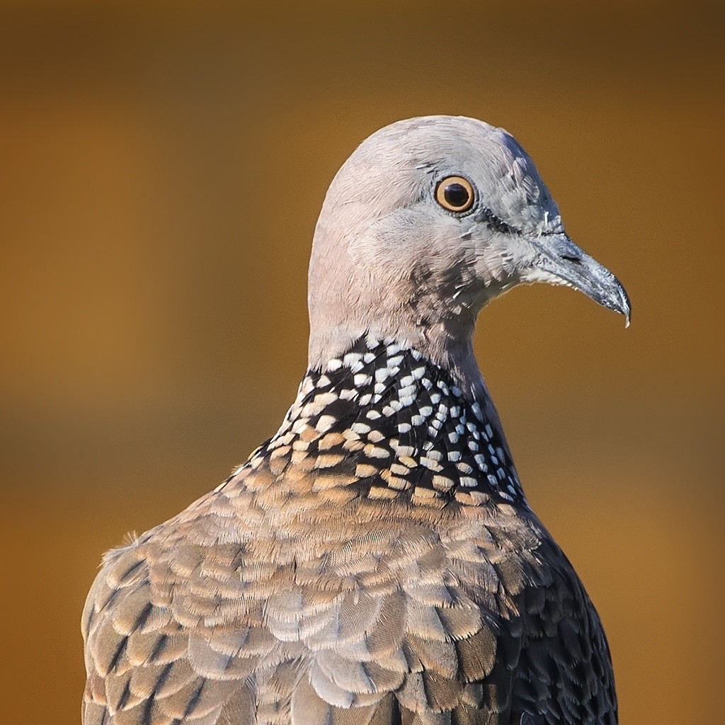 Spotted Dove - ML165797901